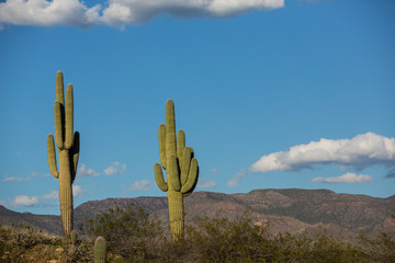 Saguaro cactus with dry desert background cactus and rocks