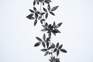 Black leaves on white background. Flat lay, top view, space.