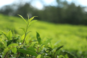 Obraz premium tea leaf green leaves in spring ooty