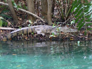 Morelets Crocodile Celestun Biosphere Mexico