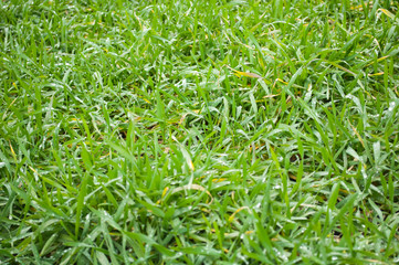 green wheat in the spring after winter, dew