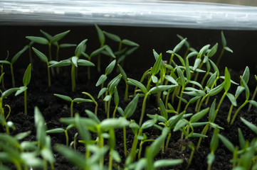 seedling of pepper, the first week of its growth