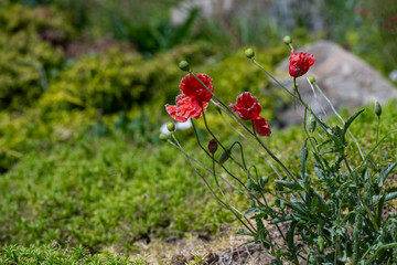 Obraz premium Red poppy flower on dark green background summer time