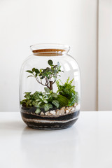 Small decoration plants in a glass bottle/garden terrarium bottle/ forest in a jar. Terrarium jar with piece of forest with self ecosystem. Save the earth concept. Bonsai                    
