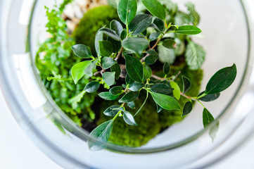 Small decoration plants in a glass bottle/garden terrarium bottle/ forest in a jar. Terrarium jar with piece of forest with self ecosystem. Save the earth concept. Bonsai                    