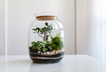 Small decoration plants in a glass bottle/garden terrarium bottle/ forest in a jar. Terrarium jar with piece of forest with self ecosystem. Save the earth concept. Bonsai                    