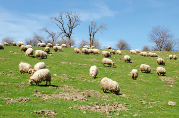 Obraz premium A Flock Of Sheep Grazes On A Green Field .