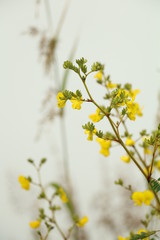 white flowers on green background