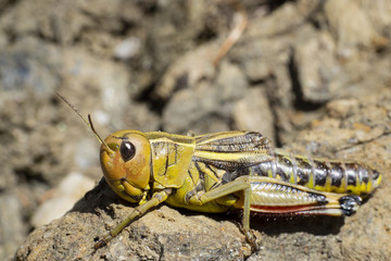 yellow green grasshopper on the ground
