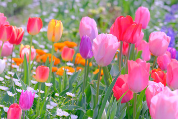colorful tulip in garden