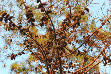 Pine tree branch with many pine cones.