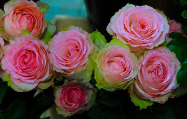 fleurs de toutes les couleurs