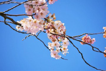 kirschblüte