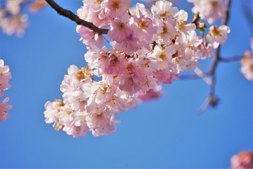 kirschblüte 