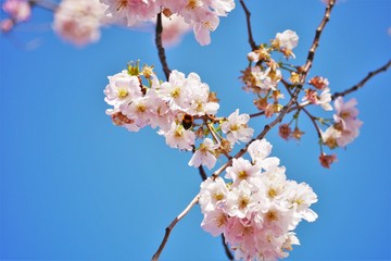 biene kirschblüte