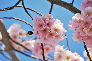 kirschblüte biene