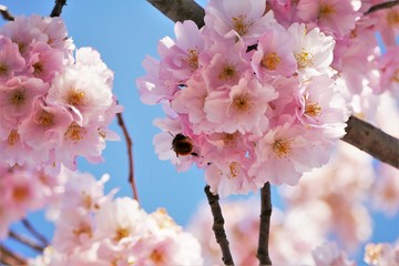 biene in kirschblüte
