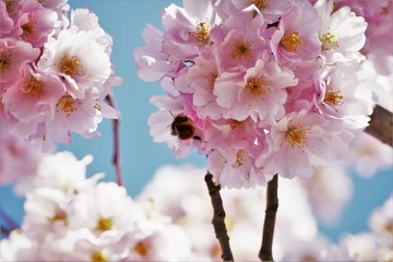 kirschblüte - biene - bestäubung