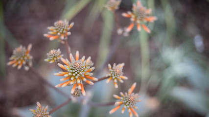 flowers in the garden