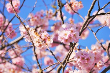 kirschblüte blauer himmel - kontrast