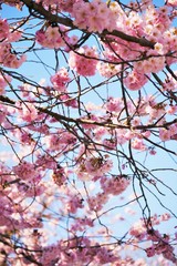 kirschblüten zart 3