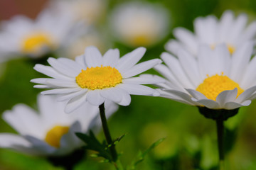 daisies in garden