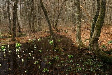 西和賀町　森に咲く水芭蕉