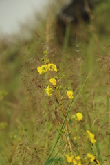 Obraz premium yellow flowers in the field