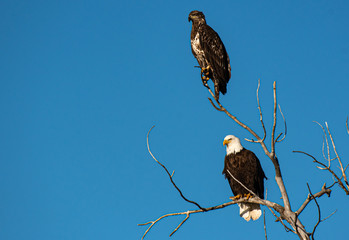 A Mature and Juvenile Bald Eagle Perched in a Tree