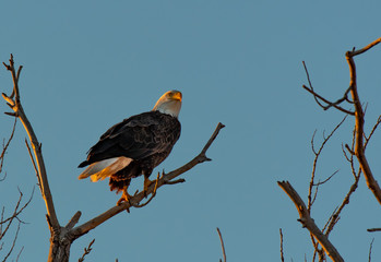 A Beautiful Mature Bald Eagle Perched in a Tree