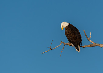 A Mature Bald Eagle Perched in a Tree