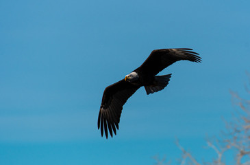 A Mature Bald Eagle in Flight