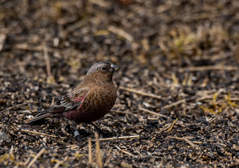 A Brown-capped Rosy-Finch Foraging for Food 