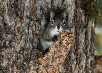 A Pine Squirrel Observing from a Tree Trunk © Kerry Hargrove