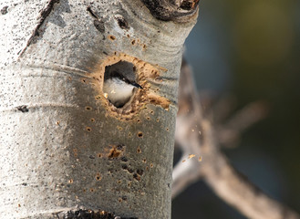 An Adorable Pygmy Nuthatch Building a Nest