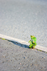 plant on road