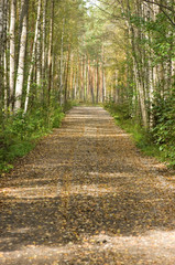 Naklejka premium road in autumn