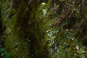 Textures of the jungle