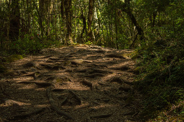 Textures of the jungle