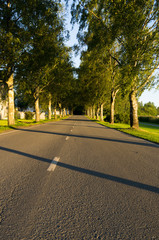road in summer