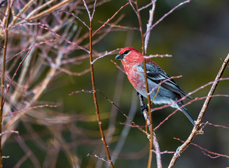 A Beautiful Pine Grosbeak Perched on a Branch