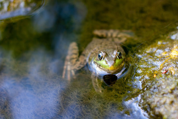 Green Froggie