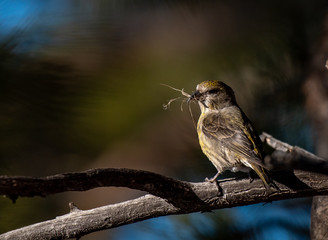 A Beautiful Perched Female Red Crossbill 