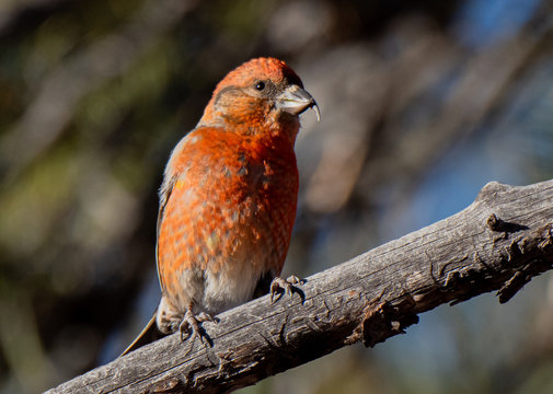 A Beautiful Perching Male Red Crossbill 