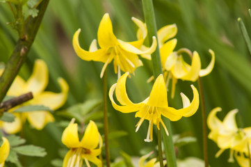 黄色いカタクリの花