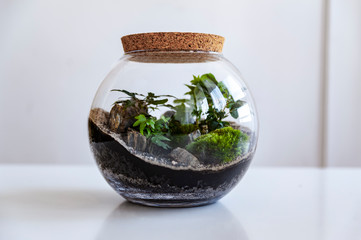 Small decoration plants in a glass bottle/garden terrarium bottle/ forest in a jar. Terrarium jar with piece of forest with self ecosystem. Save the earth concept. Bonsai                    