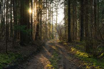 Sunlit forest and mossy narrow pathway in front of the light in the evening at sunset in the spring. Image in Lithuania, near the capital Vilnius