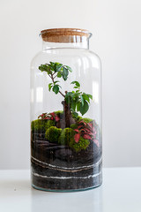 Small decoration plants in a glass bottle/garden terrarium bottle/ forest in a jar. Terrarium jar with piece of forest with self ecosystem. Save the earth concept. Bonsai                    
