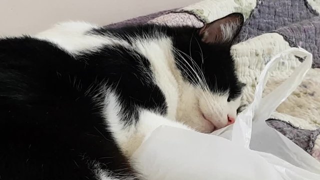 Funny pet. A black and white cat has a dream. Smacked his lips during sleep. The cat dreams of milk.