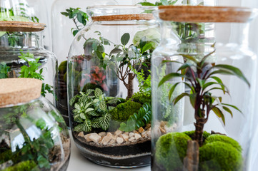 Small decoration plants in a glass bottle/garden terrarium bottle/ forest in a jar. Terrarium jar with piece of forest with self ecosystem. Save the earth concept. Bonsai                    